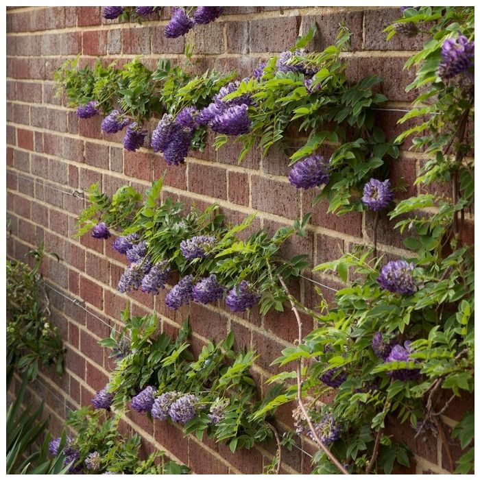 Wisteria frutescens Longwood Purple - Large Specimen Plant 6ft