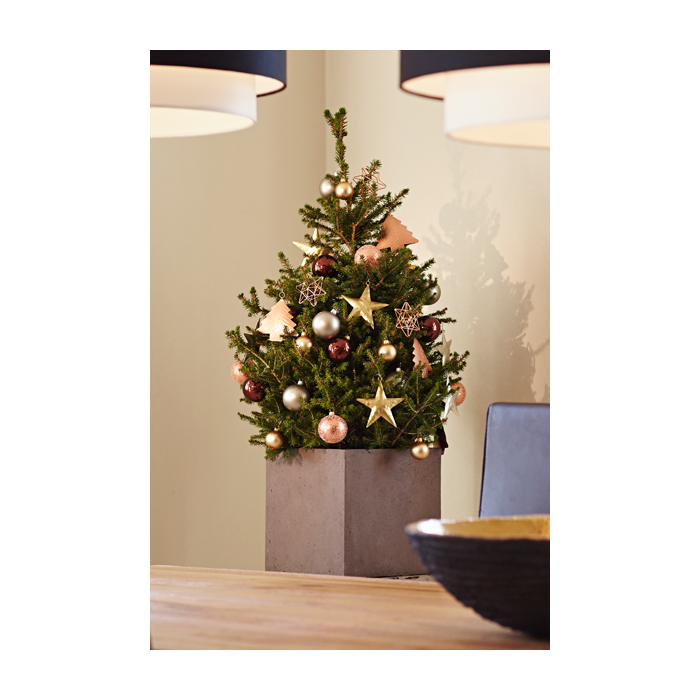 Mini christmas tree fresh clearance