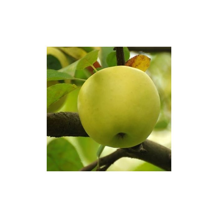 Patio Fruit Tree Malus Golden Delicious Apple Tree
