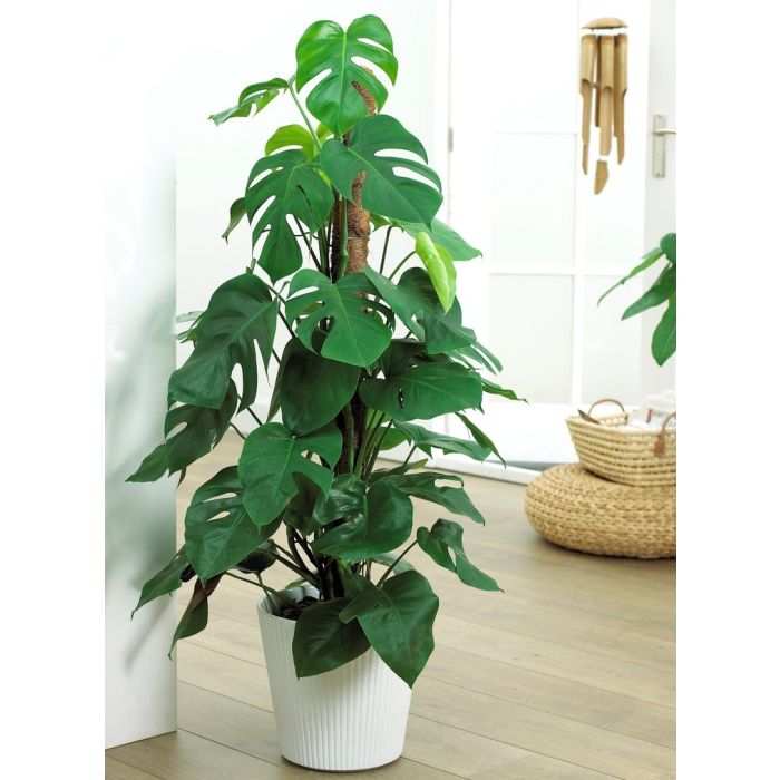 Monstera deliciosa 7080cm on Moss Pole Swiss Cheese Plant