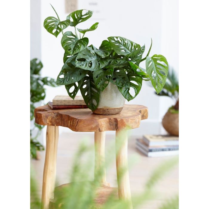 Monstera andersonii Monkey Mask Swiss Cheese Plant