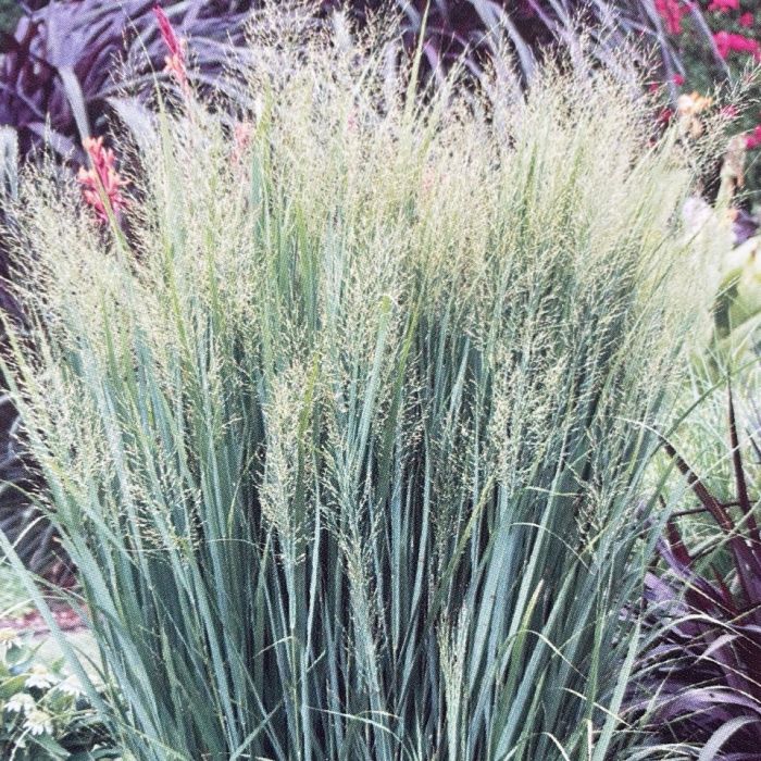 Panicum virgatum Northwind Switch Grass