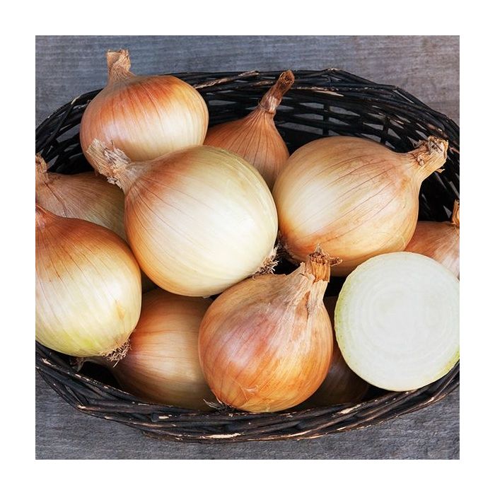 Onion 'Ailsa Craig' Pack of TWELVE Plants