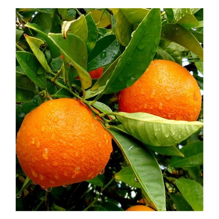 Patio Citrus Tree Young Citrus Tree Orange