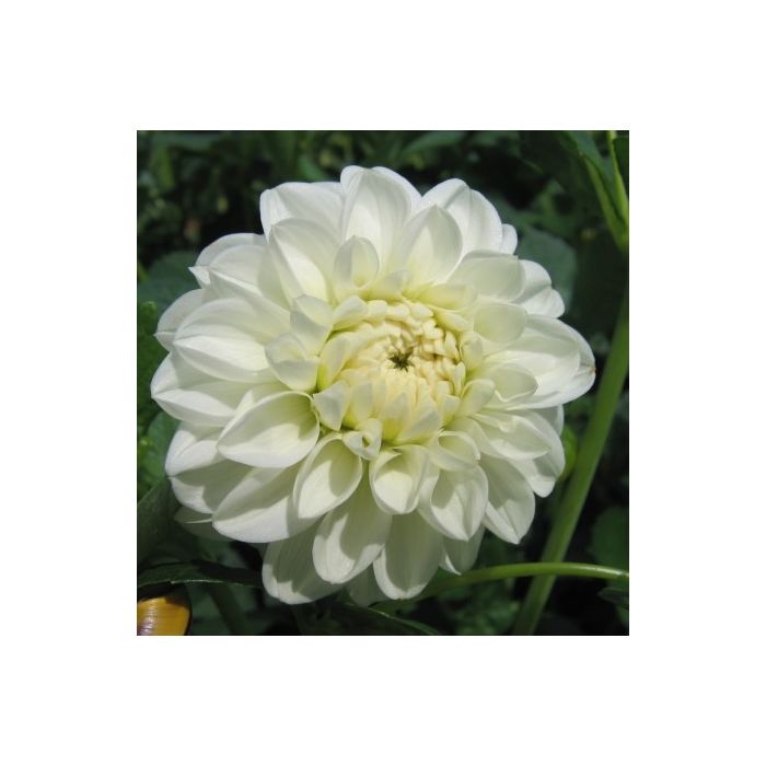 Dahlia Orsett Beauty