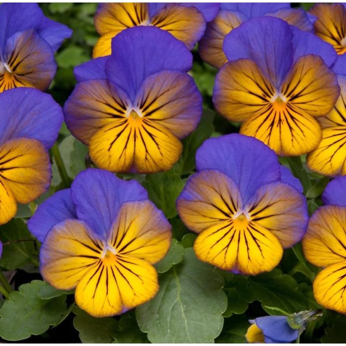 Pansy Morpho Pack of SIX Plants