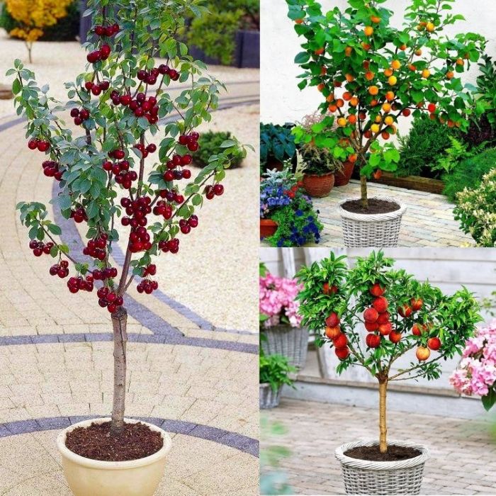 Dwarf Patio Fruit Trees Collection Apricot, Cherry & Peach