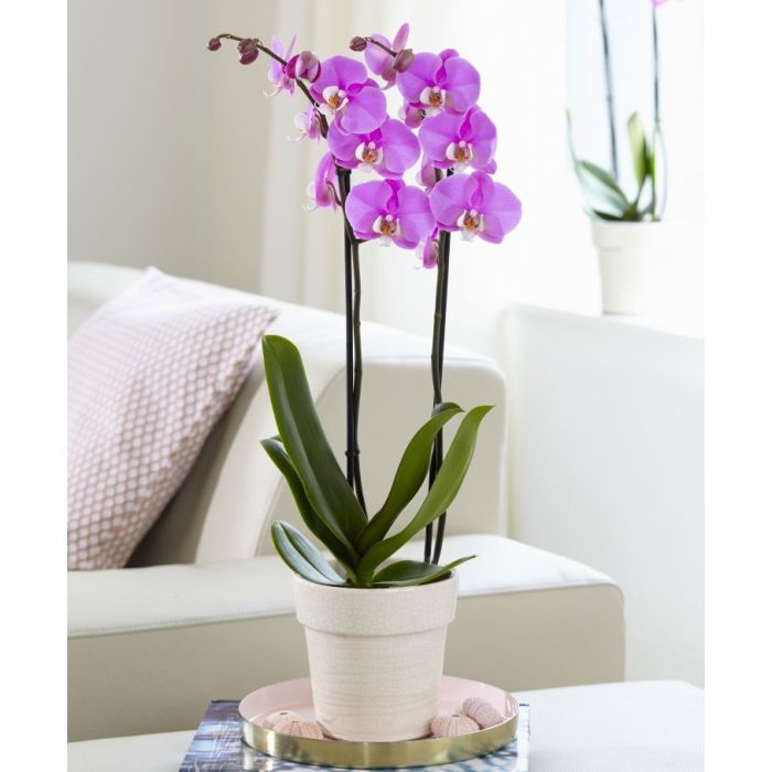 Orchid price deals
