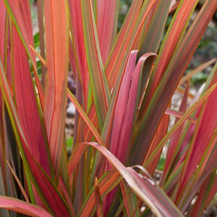 Phormium Jester main image 0