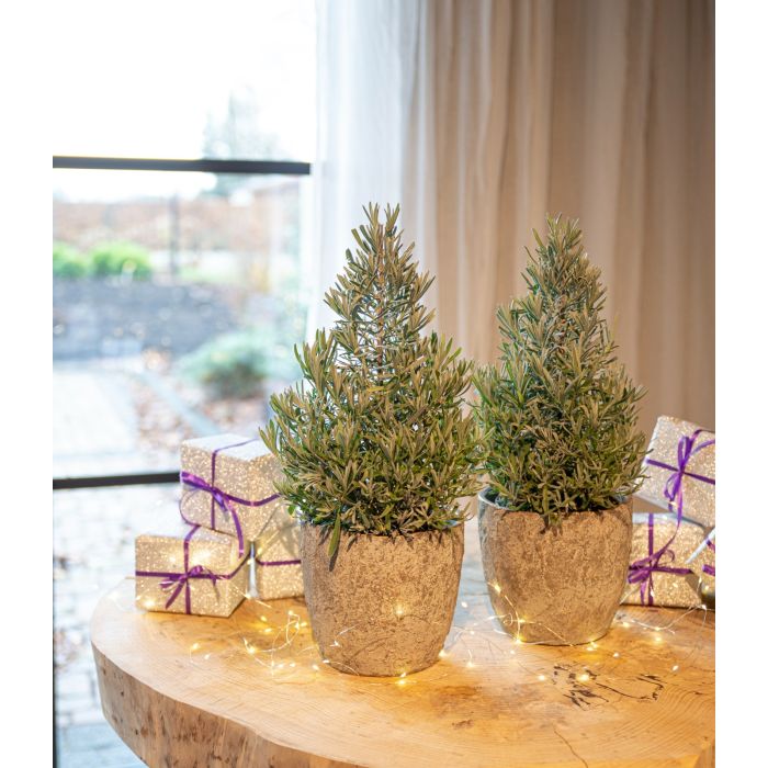 Small christmas discount trees for sale