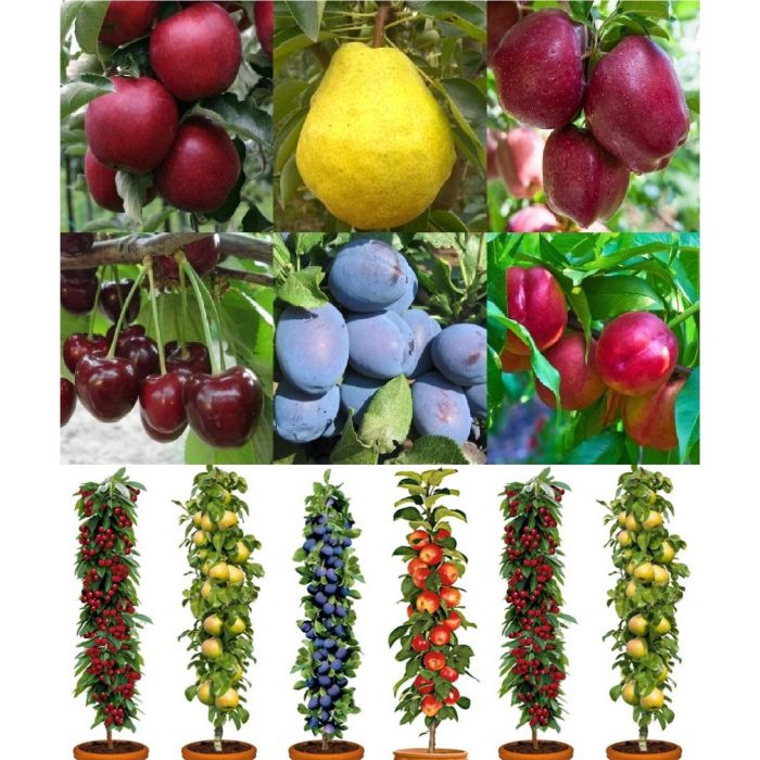 Dwarf Patio PILLAR Fruit Trees Mini Orchard Collection FOUR Different