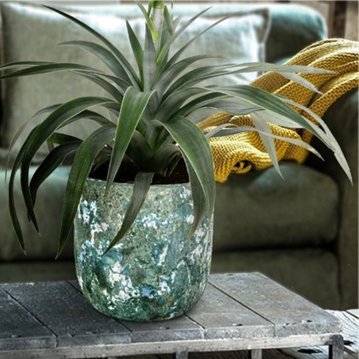 SPECIAL DEAL - Ananas - Indoor Pineapple Plant