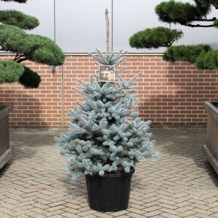 Large 100120cm BLUE SPRUCE Luxury Fresh Christmas Tree (Picea