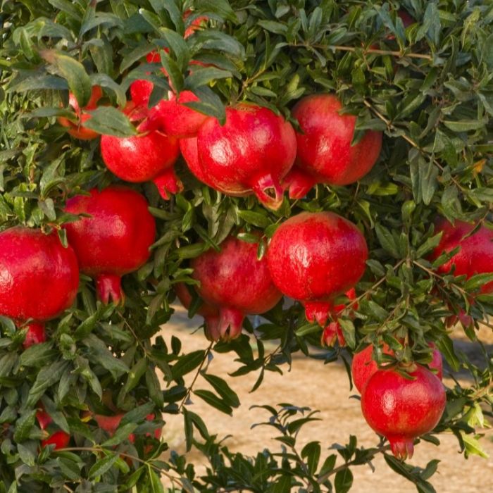 LARGE Hardy 1.61.8m Pomegranate Tree Punica granatum 'WONDERFUL