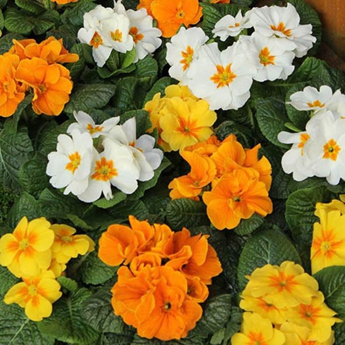 Primroses Citrus Mix Pack of SIX Primrose Plants in Bud & Bloom