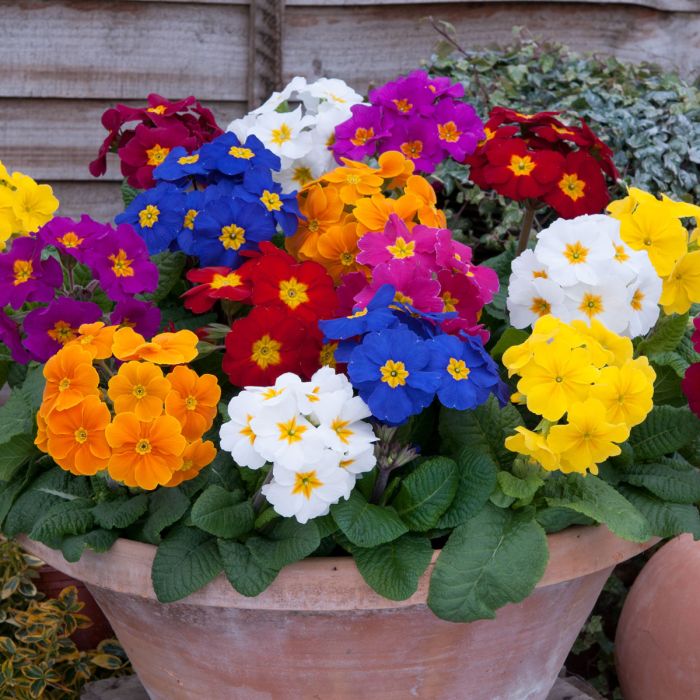 Polyanthus hotsell