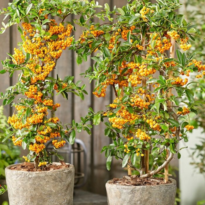 Image of Save &pound10: Pyracantha Sunny Star - Firethorn