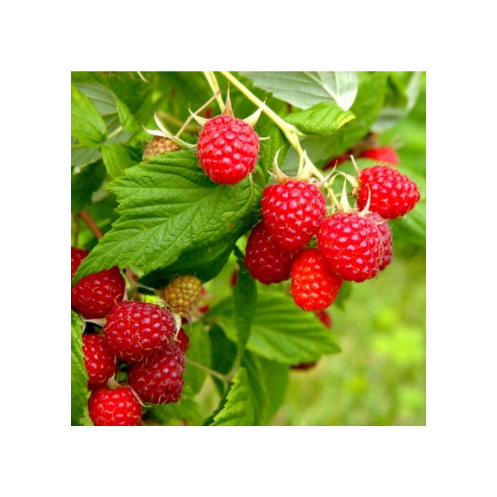 Raspberry 'Autumn Bliss' (Autumn fruiting)
