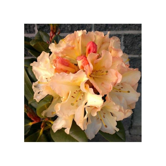 Rhododendron ‘Horizon Monarch’ - Patio Tree circa 50-60cm