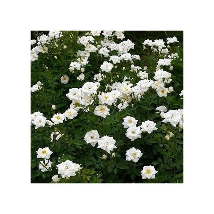 Rose Kent Groundcover Rose