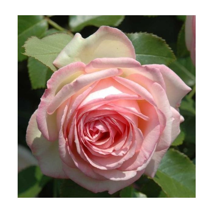SPECIAL DEAL - Luxury Garden Roses - Premier Collection - Pack of