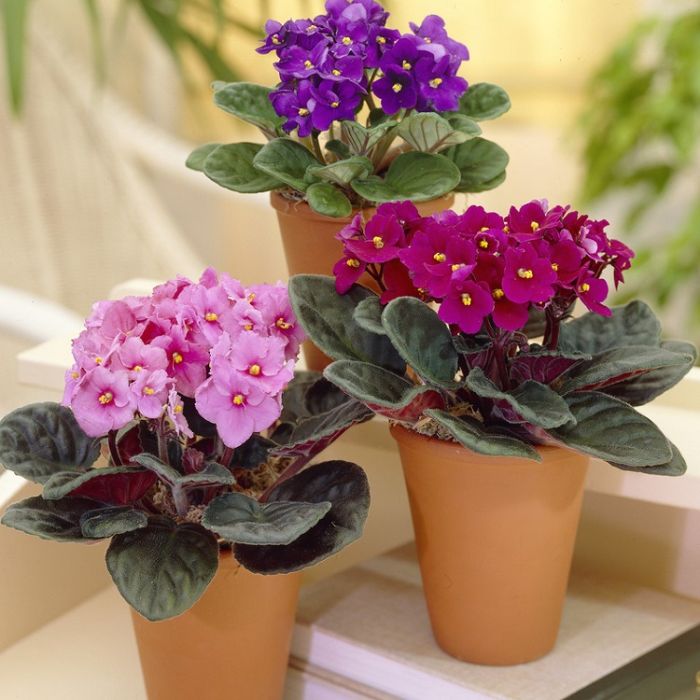 African violets for sale deals