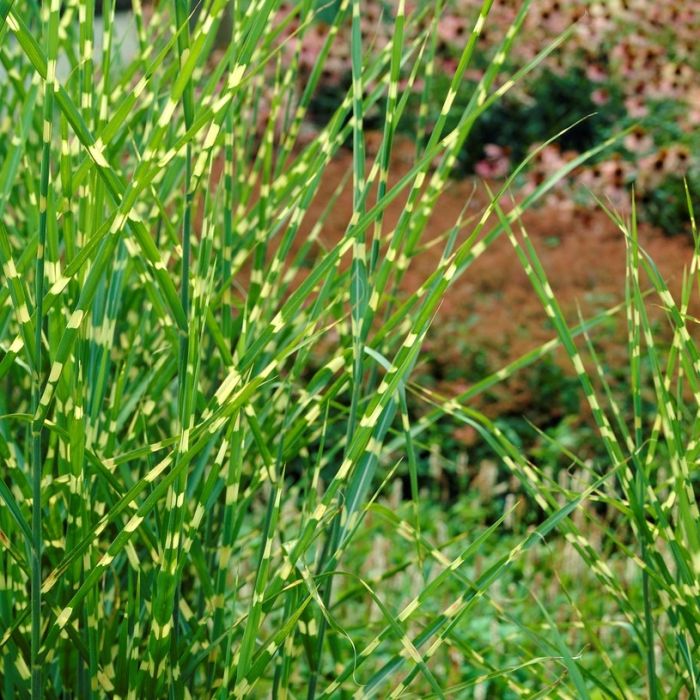 Miscanthus sinensis Strictus Zebra Grass