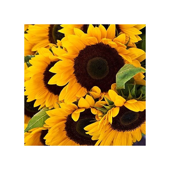 Sunflower Seed Starter Kit Perfect Gift!