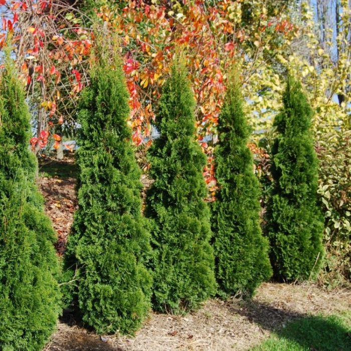 Thuja occidentalis Smaragd 140 160cm Specimen or Hedging