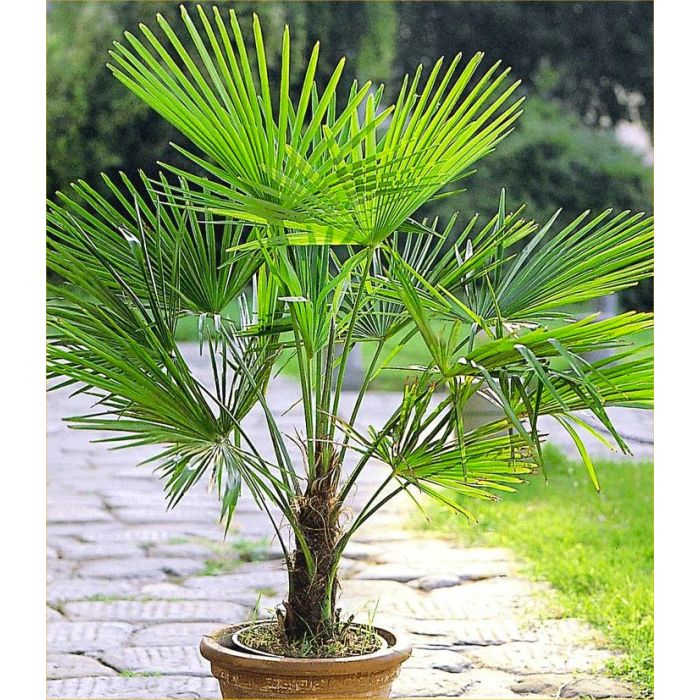 Trachycarpus fortunei Hardy Chusan Windmill Fan Palm 60 70cms