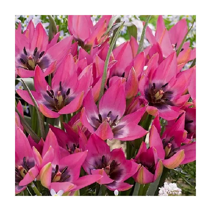 tulip-species-violetto-pack-of-10