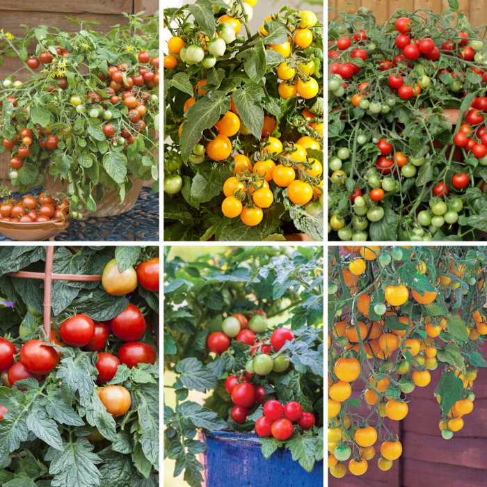Container Basket Tomato Collection Pack of SIX Plants