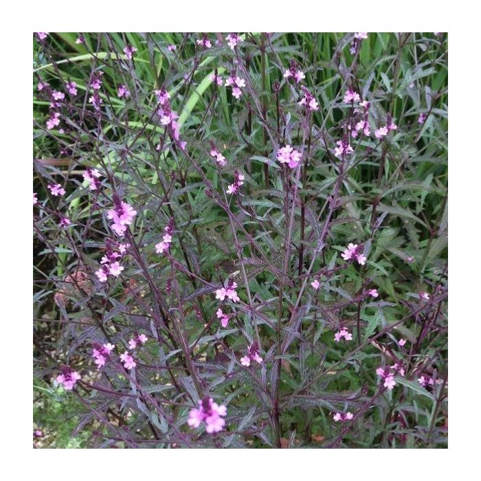 Verbena officinalis var. grandiflora 'Bampton'