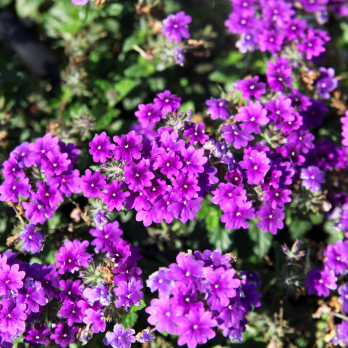 Verbena Purple