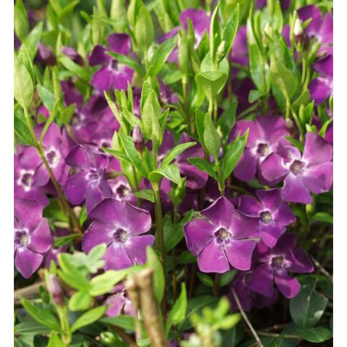 Vinca minor Atropurpurea PURPLE Flowered Evergreen Ground Covering
