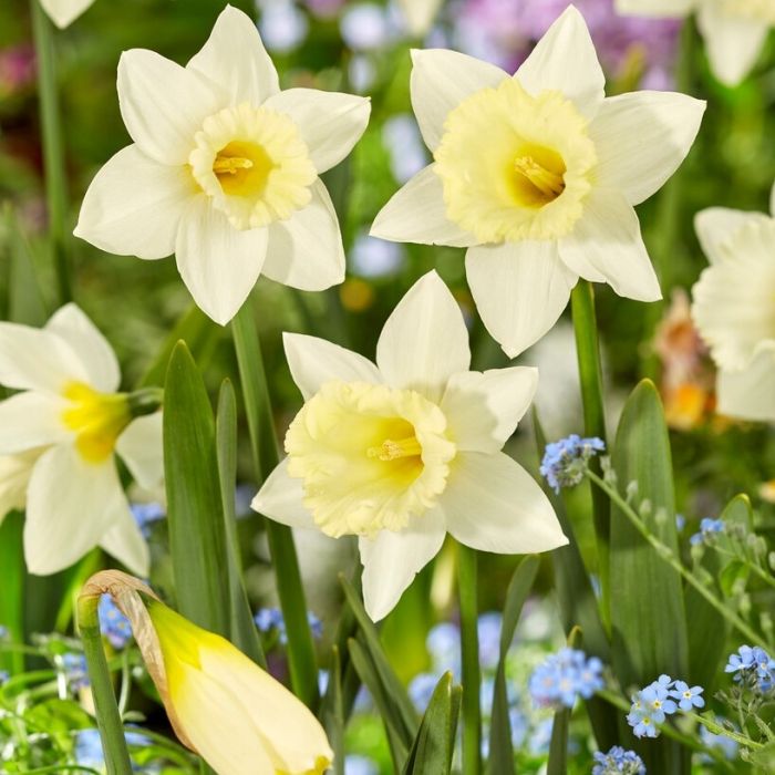 Daffodil Mount Hood Pack of 5 Bulbs