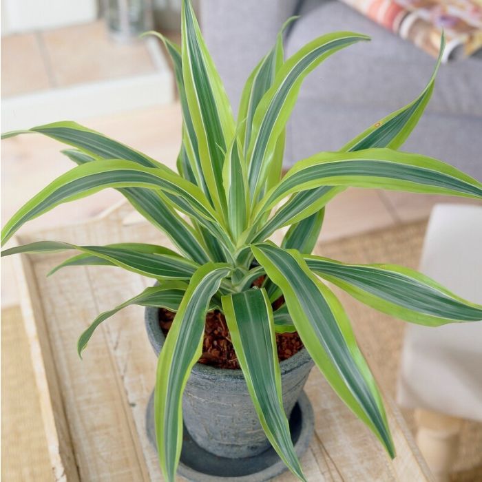 Dracaena Lemon Lime