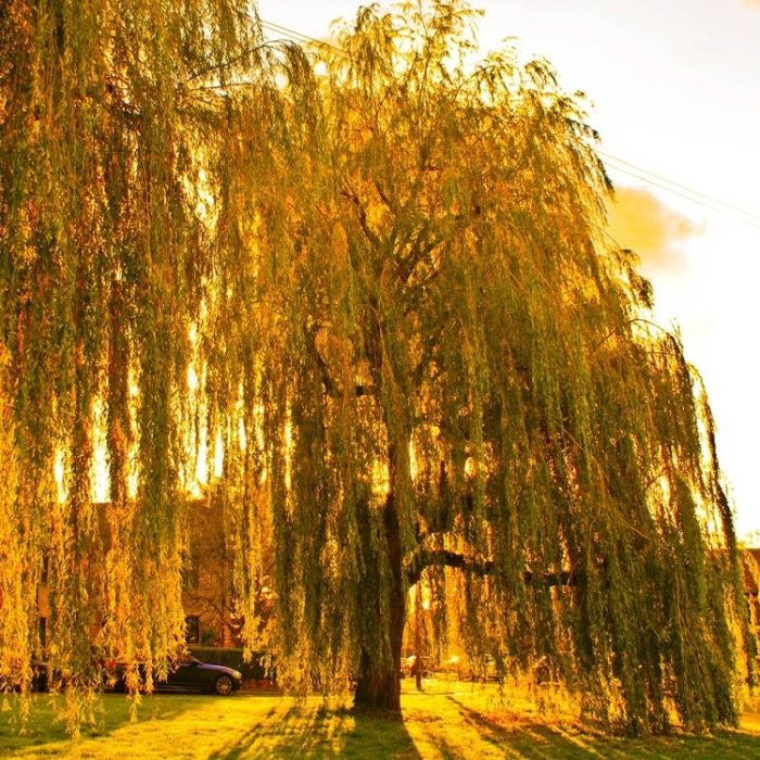 Salix sepulcralis Golden Weeping Willow circa 180cms tall