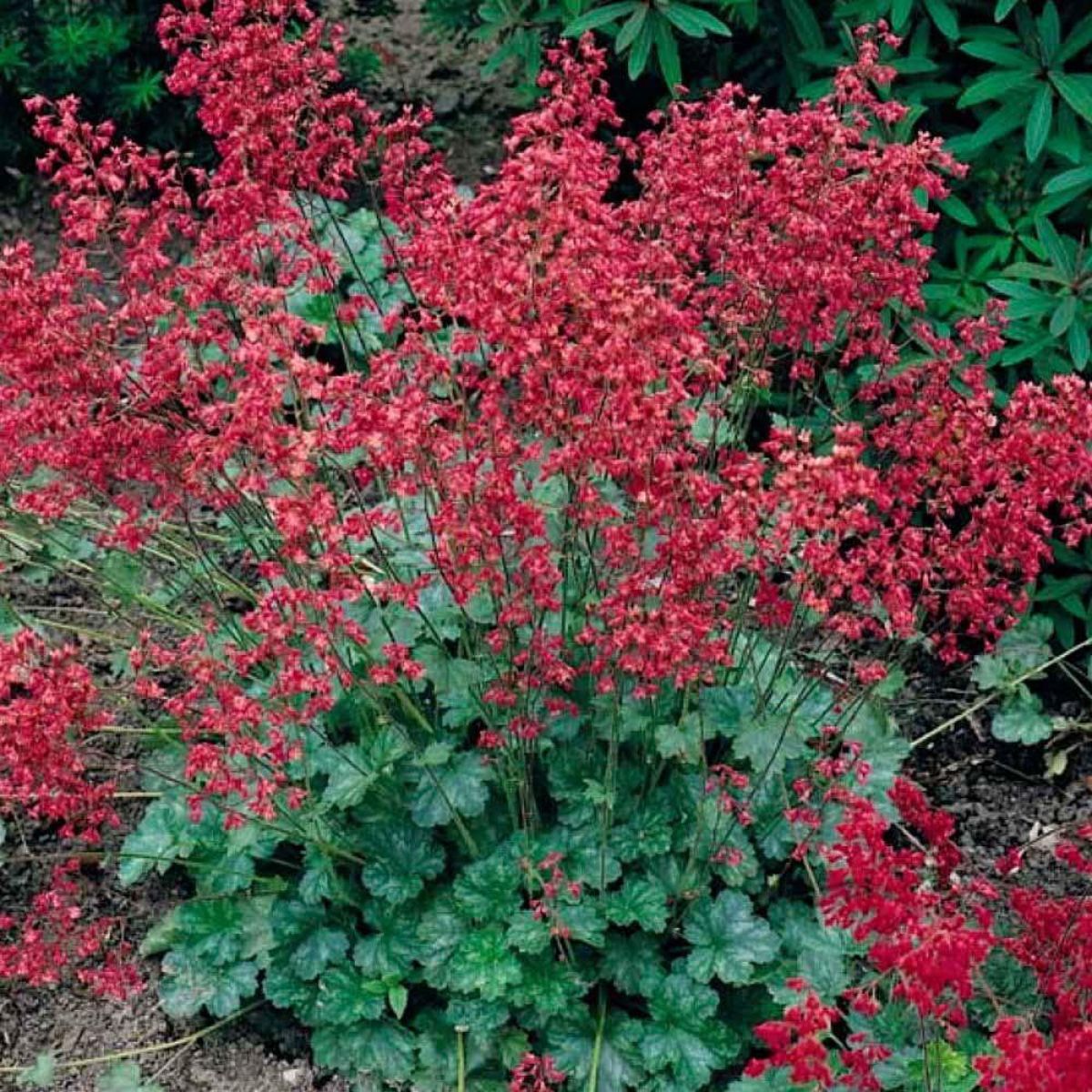 Heuchera sanguinea 'Coral Forest'