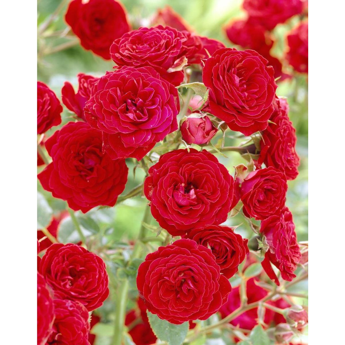 Rose Remembrance - Floribunda Rose