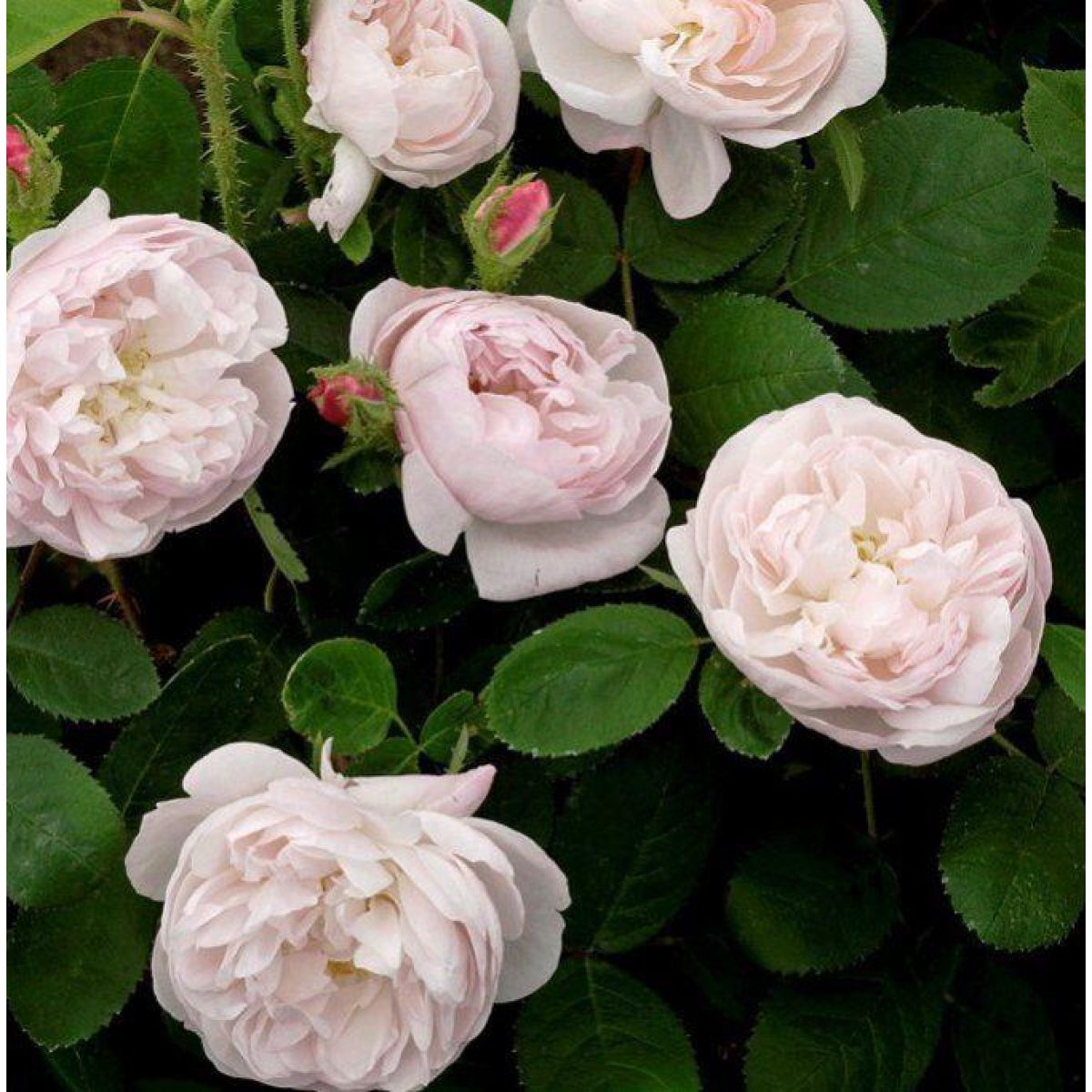 Rose Alfred de Dalmas - Shrub Rose