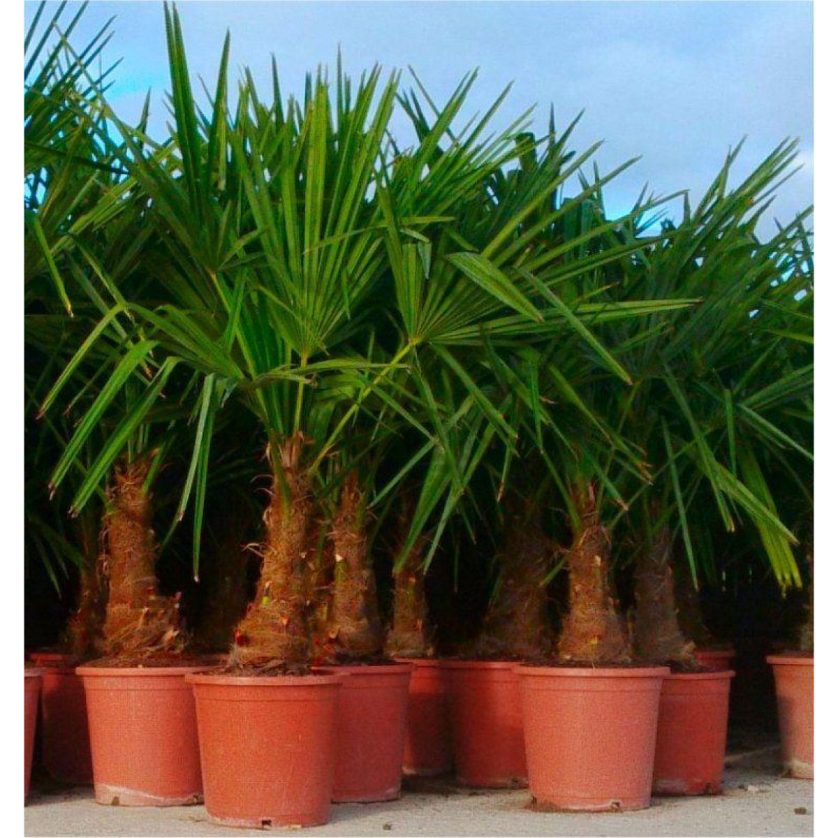 Trachycarpus fortunei - LARGE Hardy Windmill Palm - 100-120cm