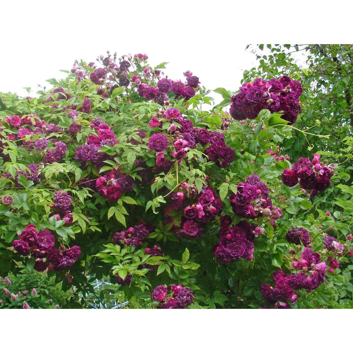 Rose Bleu Magenta - Climbing Rose Blue Magenta
