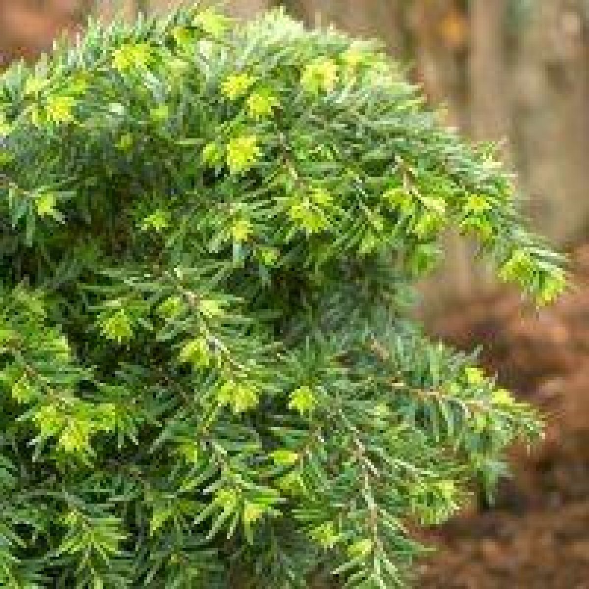 Tsuga canadensis Jeddeloh - LARGE