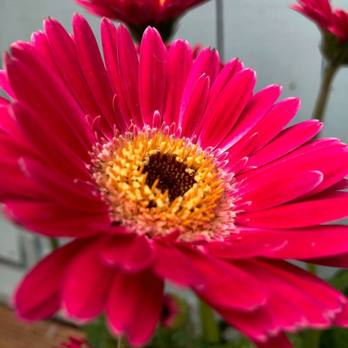 Pink Gerbera Garvinea Sweet Spice - Beautiful Hardy Gerbera with Giant Daisy Flowers
