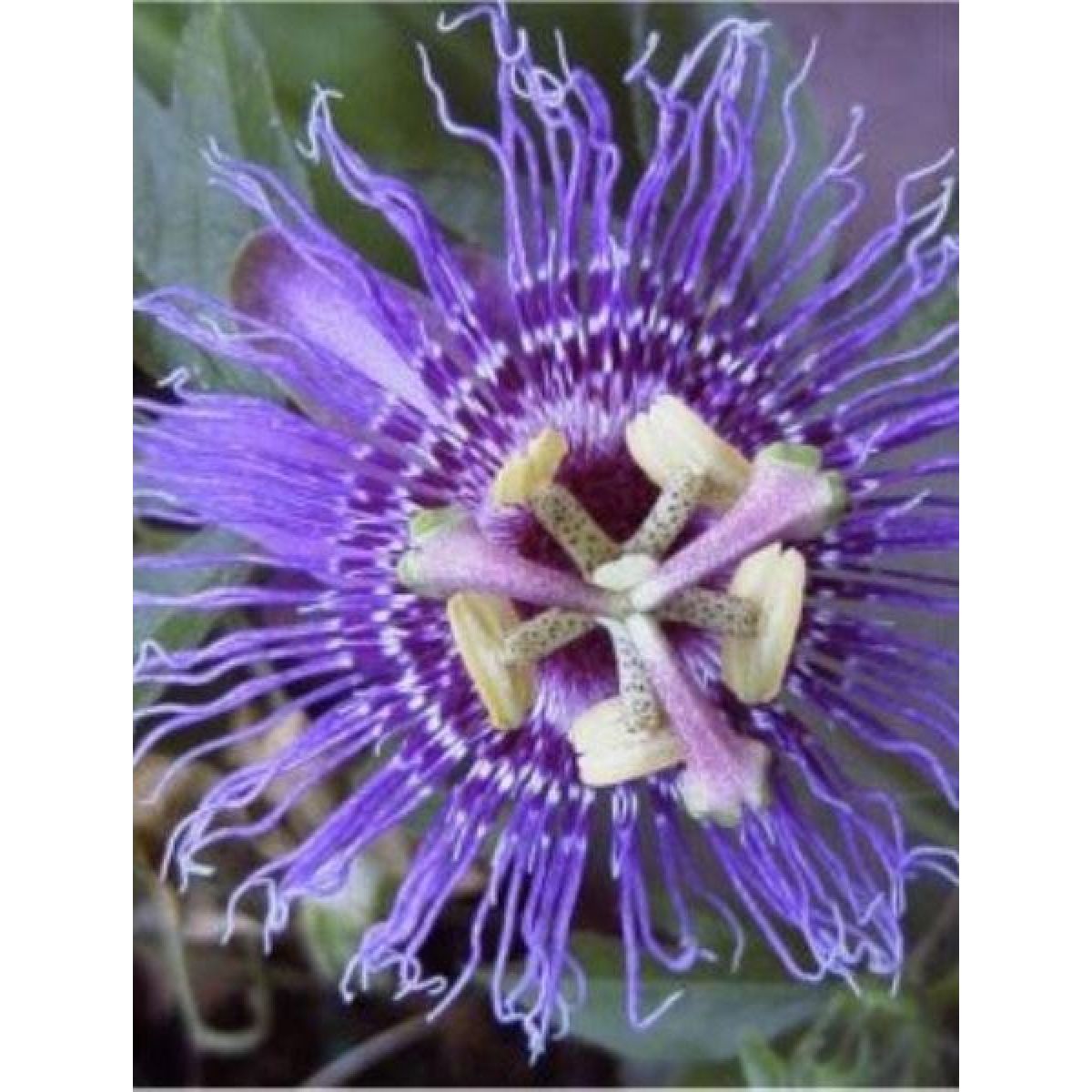 Passion Flower Incense (Imperatrice de Eugenie) - Passiflora