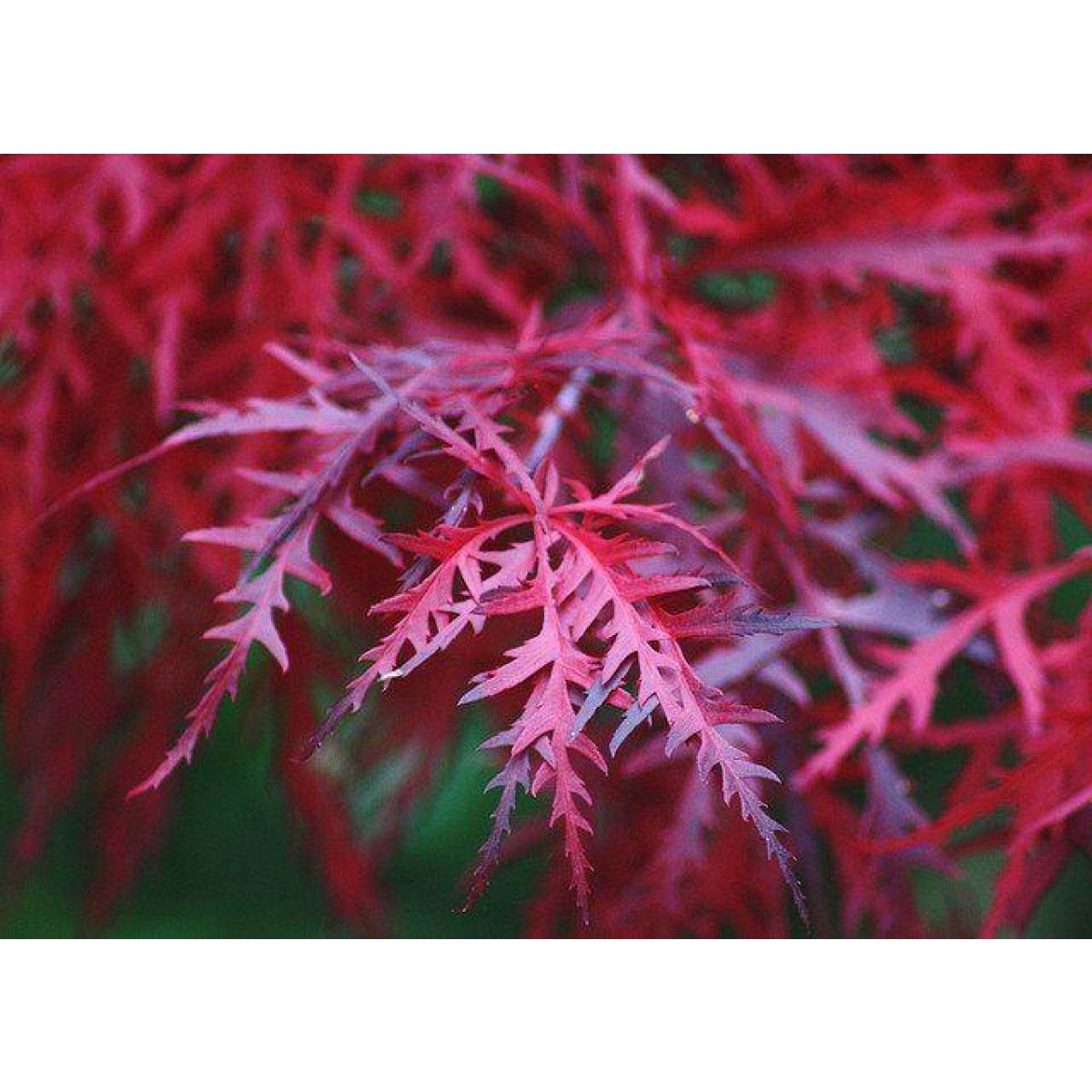 Acer palmatum dissectum Firecracker - Japanese Maple - Approx 75-100cm