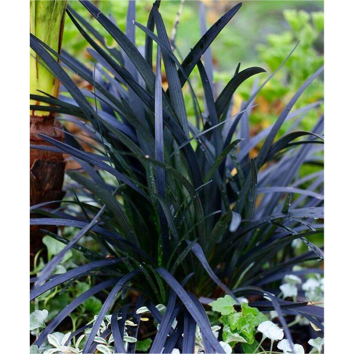 Ophiopogon planiscapus Nigrescens - Black Ornamental Grass Ophiopogon nigra