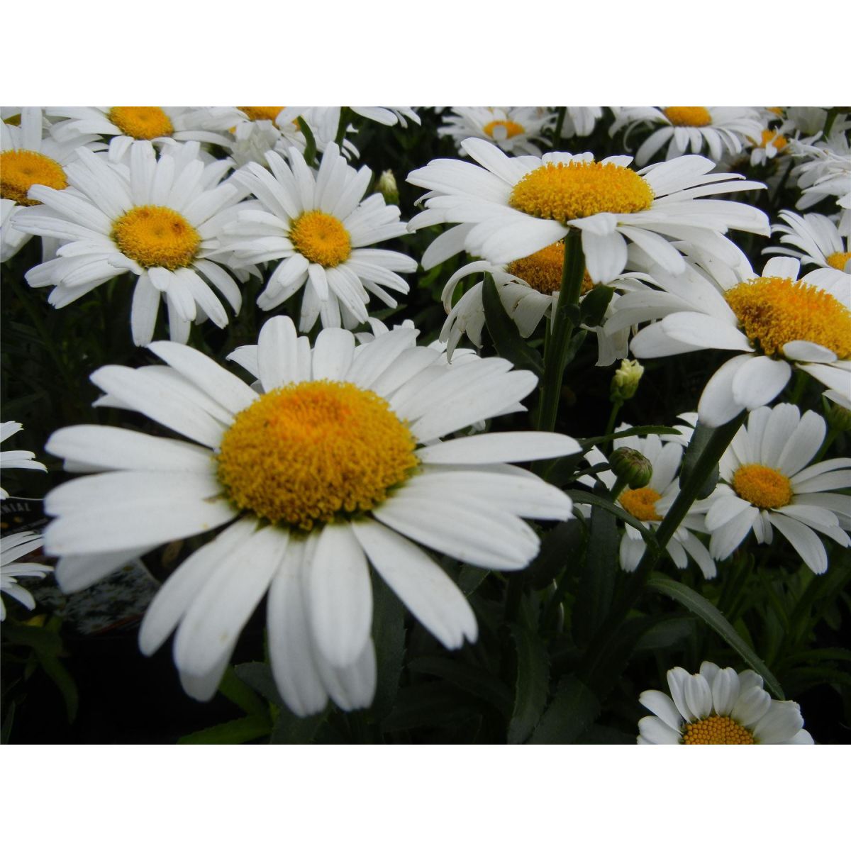 Leucanthemum Silver Princess