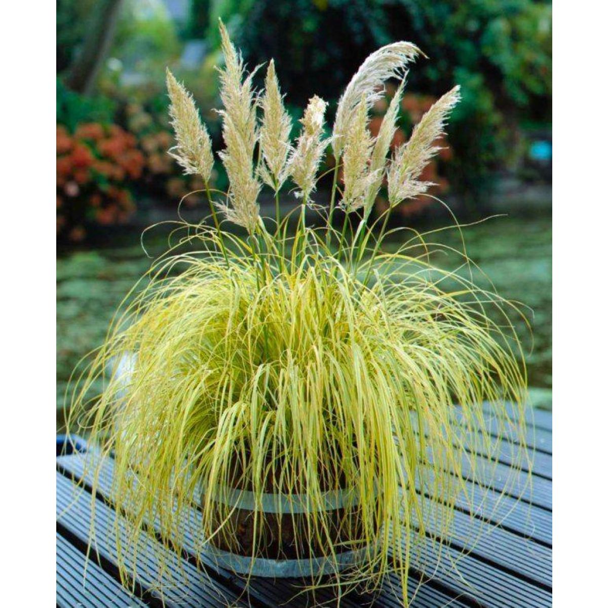 Cortaderia Gold Mini Pampas - Dwarf Golden Pampas Grass
